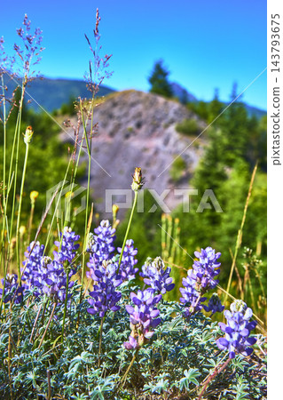 Wildflowers and Lupines in Bloom Along Hummocks Trail with Volcanic Landscape Wildflowers and Lupines in Bloom Along Hummocks Trail with Volcanic Landscape 143793675