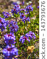 Purple Wildflowers Close Up in Vibrant Summer Light with Green Foliage 143793676