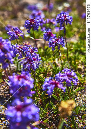 Purple Wildflowers Close Up in Vibrant Summer Light with Green Foliage Purple Wildflowers Close Up in Vibrant Summer Light with Green Foliage 143793676
