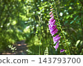 Foxglove Flowers Along Hummocks Trail in Lush Green Forest Washington 143793700