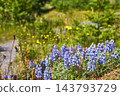 Wildflowers and Trail with Lush Greenery on Hummocks Trail Mt St Helens 143793729