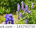Purple Wildflowers Along Sunlit Trail with Lush Greenery in Summer 143793730