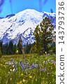 Mount Rainier Wildflower Meadow with Snowy Peak and Evergreen Trees in Summer 143793736