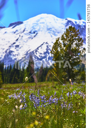 Mount Rainier Wildflower Meadow with Snowy Peak and Evergreen Trees in Summer Mount Rainier Wildflower Meadow with Snowy Peak and Evergreen Trees in Summer 143793736