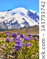 Wildflowers in Bloom with Snow Capped Mountain and Blue Sky in Alpine Meadow 143793742