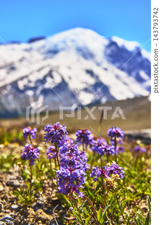 Wildflowers in Bloom with Snow Capped Mountain and Blue Sky in Alpine Meadow 143793742