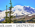Mount Rainier Snow Peak and Evergreen Tree in Sunrise Region Washington 143793750