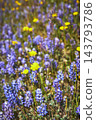 Wildflowers in Bloom with Purple Lupines and Yellow Daisies in Sunlit Meadow 143793786