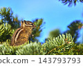 Wild Chipmunk on Pine Branch with Vibrant Green Needles and Bright Blue Sky 143793793