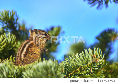 Wild Chipmunk on Pine Branch with Vibrant Green Needles and Bright Blue Sky Wild Chipmunk on Pine Branch with Vibrant Green Needles and Bright Blue Sky 143793793