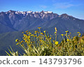 Wildflowers in Bloom with Majestic Mountain Backdrop and Blue Sky 143793796