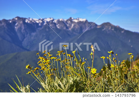 Wildflowers in Bloom with Majestic Mountain Backdrop and Blue Sky Wildflowers in Bloom with Majestic Mountain Backdrop and Blue Sky 143793796