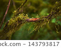 Moss Covered Branch with Lush Green Texture in Rainforest Environment 143793817