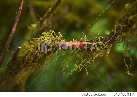 Moss Covered Branch with Lush Green Texture in Rainforest Environment Moss Covered Branch with Lush Green Texture in Rainforest Environment 143793817