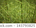 Horsetail Plant Pattern with Lush Green Stems and Radiating Leaves Close Up 143793825