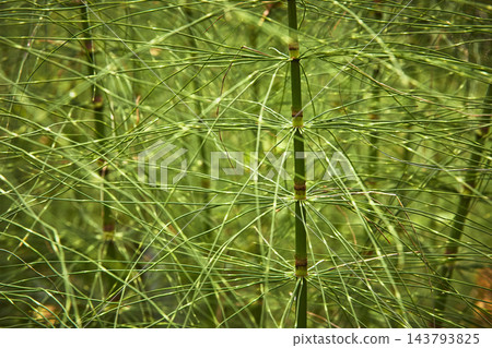 Horsetail Plant Pattern with Lush Green Stems and Radiating Leaves Close Up Horsetail Plant Pattern with Lush Green Stems and Radiating Leaves Close Up 143793825