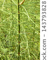 Horsetail Plant Close Up With Radiating Green Stems And Fresh Summer Foliage Detail 143793828