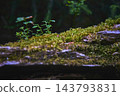 Close Up Moss and Ferns Growing on Fallen Log in Lush Forest Environment 143793831