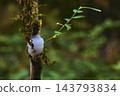 Moss Covered Branch With Spittlebug Foam And Green Foliage In Lush Rainforest 143793834