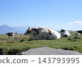 Cows grazing against a backdrop of blue sky and green pastures. 143793995