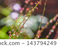 雨後的水引花 143794249