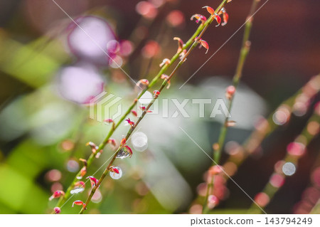 雨後的水引花 雨後的水引花 143794249