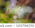 雨後的水引花 143794250