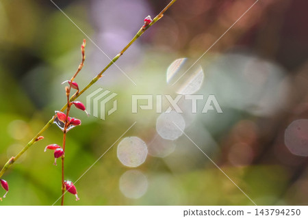 雨後的水引花 雨後的水引花 143794250