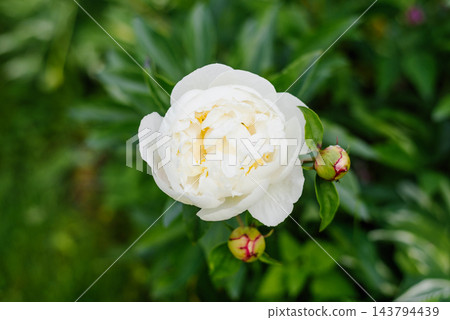 White Peony Blossom with Small Green Buds in Garden White Peony Blossom with Small Green Buds in Garden 143794439
