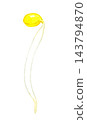 Bean sprouts (single item) - Hand-drawn watercolor illustration material 143794870