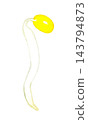 Bean sprouts (single item) - Hand-drawn watercolor illustration material 143794873