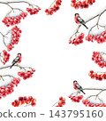 Bullfinch sit on bunch of rowan berries covered with snow. Watercolor winter frame, logo, postcard, botanical branch, hand drawn illustration isolated on background, transparent png. Christmas, weddin 143795160