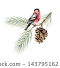 Watercolor bullfinch on pine branch with pinecone isolated on background. Hand drawn botanical illustration, winter bird, Christmas decor. Detailed realistic forest conifer element for modern autumn w 143795162