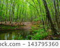 A gentle rain falls over Bijinbayashi Forest [Tokamachi City] 143795360