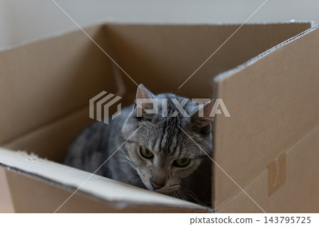 紙箱裡一隻可愛的貓-虎斑貓 紙箱裡一隻可愛的貓-虎斑貓 143795725