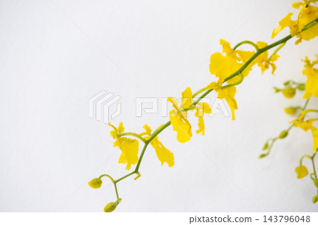 文心蓮(黃花) 文心蓮(黃花) 143796048