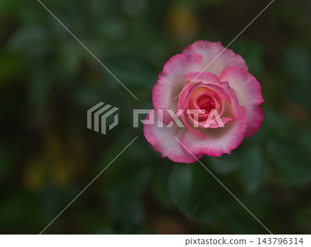 小巧美麗的粉紅色玫瑰“妮可”在十月盛開。 143796314