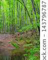 A gentle rain falls over Bijinbayashi Forest [Tokamachi City] 143796787