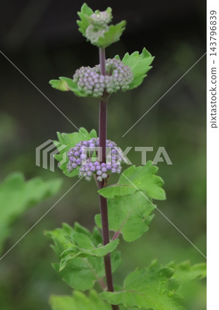 秋天花園裡盛開的紫丹菊花 秋天花園裡盛開的紫丹菊花 143796839