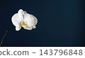 Single blooming white orchid flower stem dark navy blue background minimalist botanical closeup macro photography horizontal orientation elegant flora copyspace 143796848