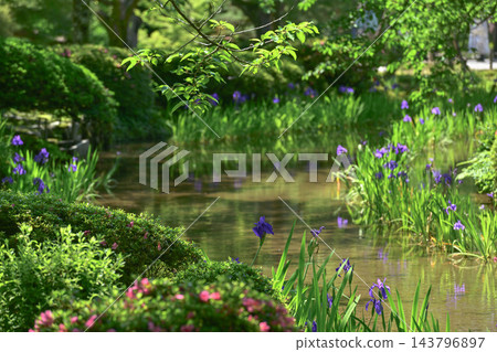 兼六園美麗的新鮮綠色植物與開花的鳶尾花 兼六園美麗的新鮮綠色植物與開花的鳶尾花 143796897