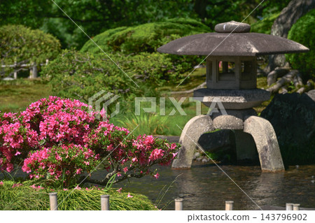 杜鵑花盛開的美麗清新綠色兼六園 杜鵑花盛開的美麗清新綠色兼六園 143796902
