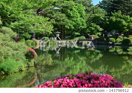 杜鵑花盛開的美麗清新綠色兼六園 杜鵑花盛開的美麗清新綠色兼六園 143796912