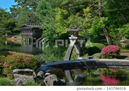 杜鵑花盛開的美麗清新綠色兼六園 杜鵑花盛開的美麗清新綠色兼六園 143796916