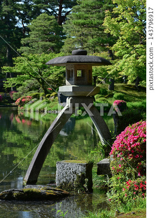 杜鵑花盛開的美麗清新綠色兼六園 杜鵑花盛開的美麗清新綠色兼六園 143796917