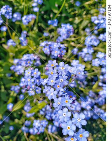 Close up of blue forget-me-not flowers blooming in a sunny spring garden Close up of blue forget-me-not flowers blooming in a sunny spring garden 143797104