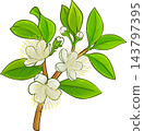 Myrtle Branch Colored Detailed Illustration 143797395