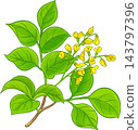Rosewood Branch Colored Detailed Illustration 143797396