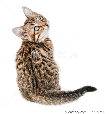 Cute Bengal kitten sitting and looking at camera isolated on white Cute Bengal kitten sitting and looking at camera isolated on white 143797410