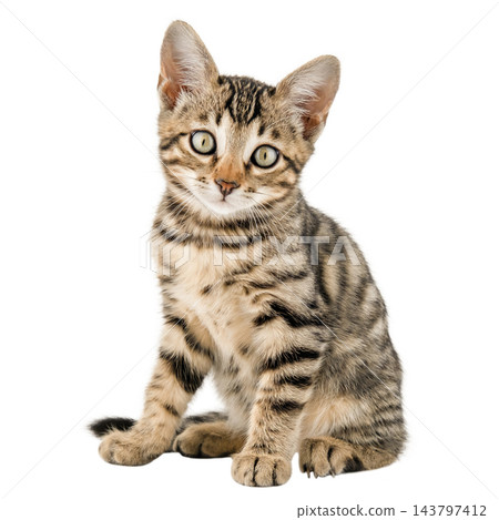 Cute Bengal kitten sitting and looking at camera isolated on white Cute Bengal kitten sitting and looking at camera isolated on white 143797412
